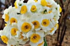 پیش بینی برداشت 60 هزار شاخه گل نرگس در مزارع «بدره»