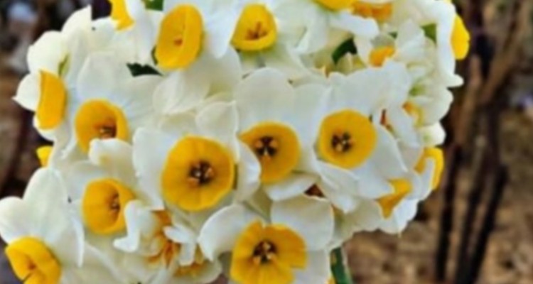 پیش بینی برداشت 60 هزار شاخه گل نرگس در مزارع «بدره»