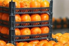 توزیع میوه نوروز در ایلام به صورت هوشمند انجام می‌شود