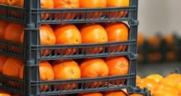 توزیع میوه نوروز در ایلام به صورت هوشمند انجام می‌شود