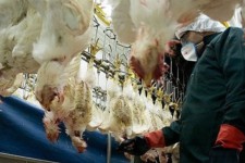 خروج هر گونه مرغ کشتاری از استان ایلام ممنوع است