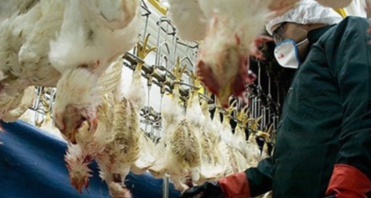 خروج هر گونه مرغ کشتاری از استان ایلام ممنوع است