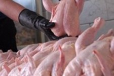 استاندار ایلام: باید قیمت مرغ نسبت به استان‌های همجوار کمتر باشد