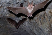 دهلران آماده استقبال از کاروان‌های راهیان نور و گردشگران نوروزی است