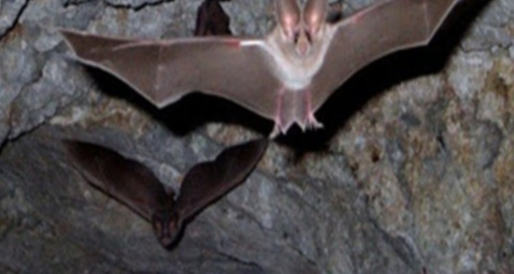 دهلران آماده استقبال از کاروان‌های راهیان نور و گردشگران نوروزی است