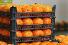 توزیع 100 تن میوه در بازار ایلام