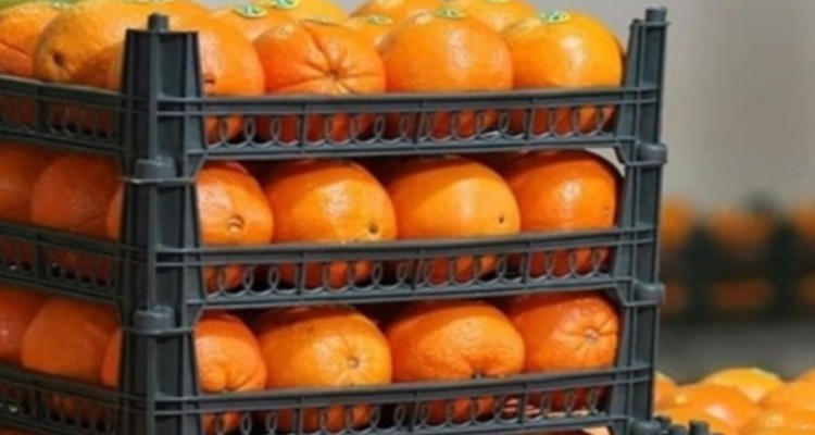 توزیع 100 تن میوه در بازار ایلام