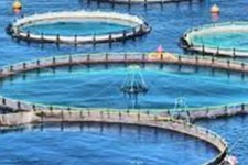 فعالیت بیش از ۲۲۰ مزرعه پرورش ماهی سرد آبی و گرم آبی در ایلام