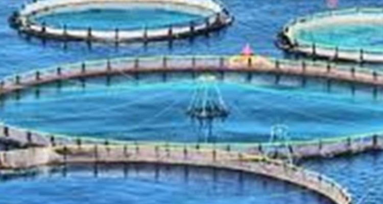 فعالیت بیش از ۲۲۰ مزرعه پرورش ماهی سرد آبی و گرم آبی در ایلام