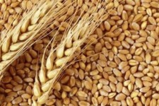 تعیین قیمت خرید تضمینی گندم در سال ۱۴۰۱