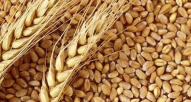 تعیین قیمت خرید تضمینی گندم در سال ۱۴۰۱