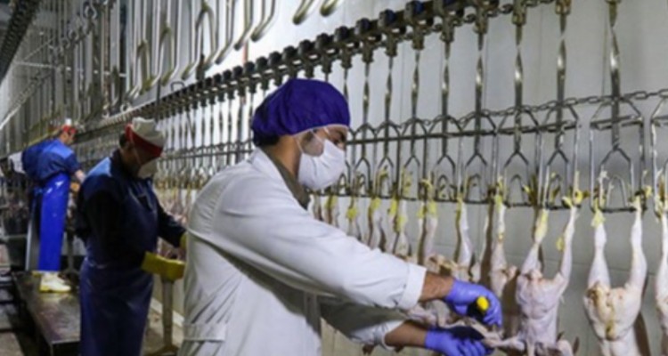 رئیس سازمان جهاد کشاورزی ایلام: هر دو کشتارگاه استان حق تعطیلی ندارند