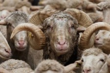 کشف 100 راس گوسفند قاچاق در شهرستان ملکشاهی