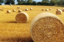 ممنوعیت خروج هرگونه کاه و کلش از ایلام