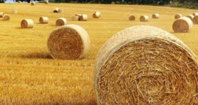 ممنوعیت خروج هرگونه کاه و کلش از ایلام