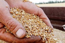 پیش بینی برداشت 120 هزار تن گندم از مزارع «دهلران»