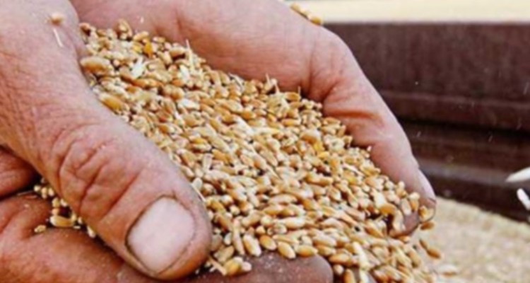 پیش بینی برداشت 120 هزار تن گندم از مزارع «دهلران»