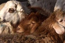 ۸۰ رأس گوسفند فاقد مجوز در «دهلران» کشف شد