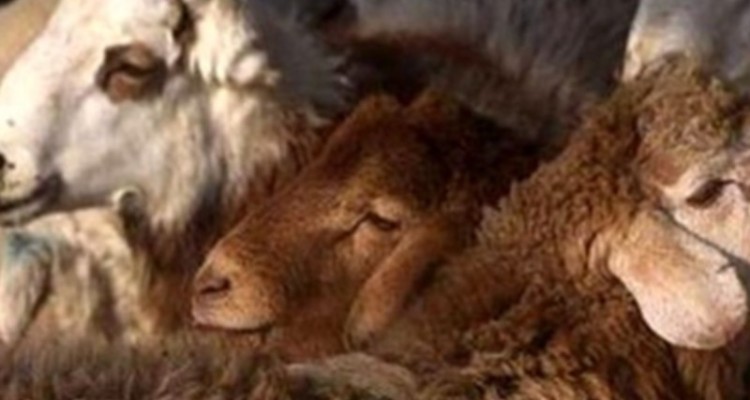 ۸۰ رأس گوسفند فاقد مجوز در «دهلران» کشف شد