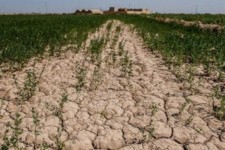 90 درصد مزارع گندم و غلات «آبدانان» بر اثر خشکسالی خسارت دیده‌اند