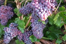 وجود ۱۰۳ هکتار باغات انگور و مرکبات در دو روستای ایلام