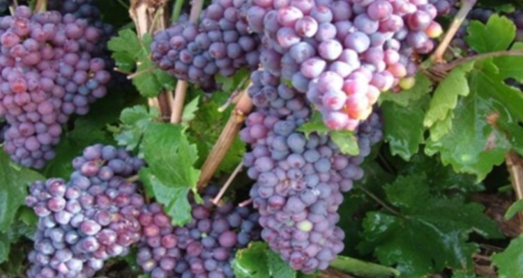 وجود ۱۰۳ هکتار باغات انگور و مرکبات در دو روستای ایلام