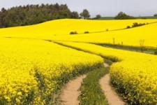 برداشت دانه روغنی کلزا در ایلام با کاهش 40 درصدی مواجه است