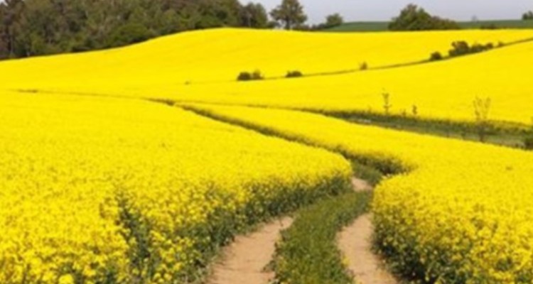 برداشت دانه روغنی کلزا در ایلام با کاهش 40 درصدی مواجه است