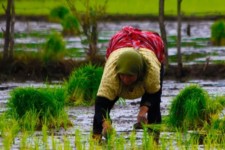 کشت برنج، یونجه، هندوانه و دیگر محصولات آب بر در استان ایلام ممنوع شد