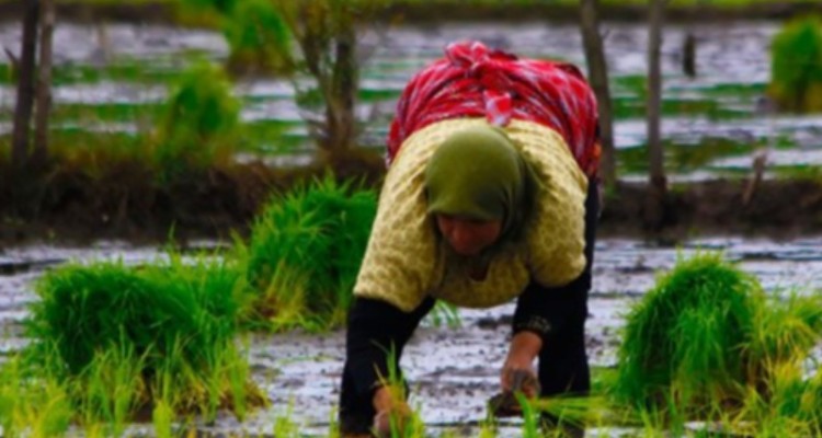 کشت برنج، یونجه، هندوانه و دیگر محصولات آب بر در استان ایلام ممنوع شد