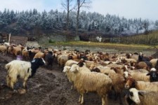 آغاز عملیات انتقال دام به استان کردستان