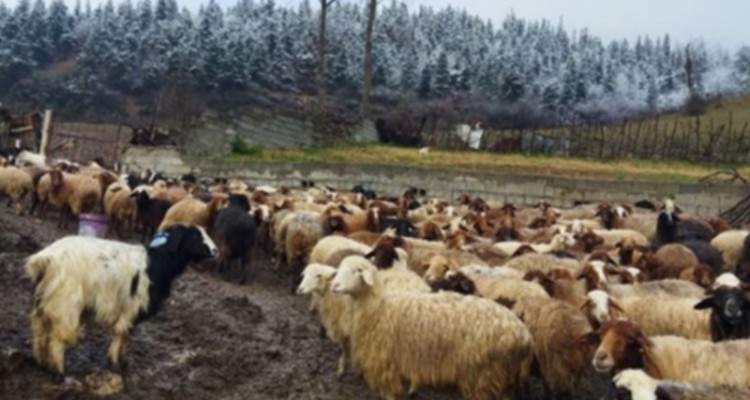 آغاز عملیات انتقال دام به استان کردستان