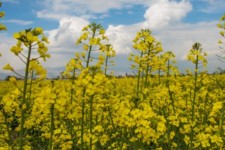 پیش ‎بینی برداشت 11 هزار تن کلزا از مزارع شهرستان دهلران