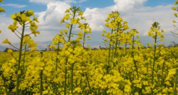 پیش ‎بینی برداشت 11 هزار تن کلزا از مزارع شهرستان دهلران