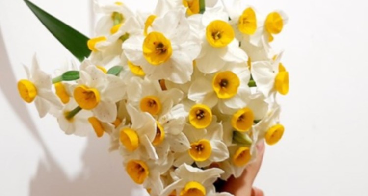 افزایش 38 درصدی برداشت گل نرگس در آبدانان