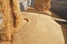 علوفه امانی به دامداران ایلامی تحویل داده می‌شود