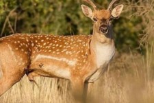 تولد نخستین گوساله گوزن زرد ایرانی در ایلام