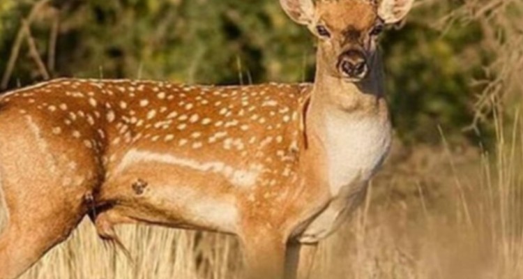 تولد نخستین گوساله گوزن زرد ایرانی در ایلام