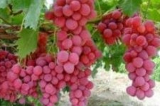 تقاضای اعتبار برای باغات انگور حاشیه سد کنگیر