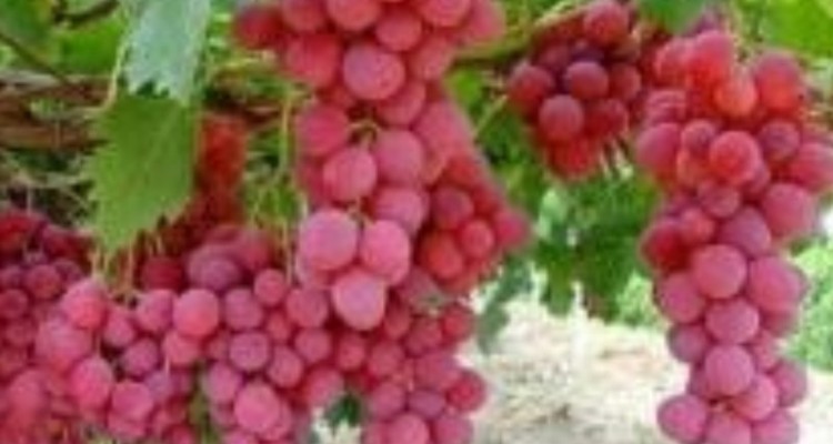 تقاضای اعتبار برای باغات انگور حاشیه سد کنگیر