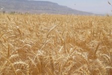پیش بینی برداشت 120 هزار تن گندم در «دهلران»