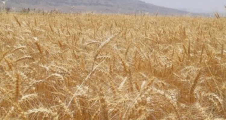 پیش بینی برداشت 120 هزار تن گندم در «دهلران»