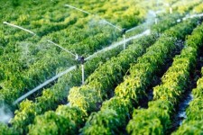 حمایت جهاد کشاورزی از متقاضیان توسعه کشت گلخانه ای دره شهر