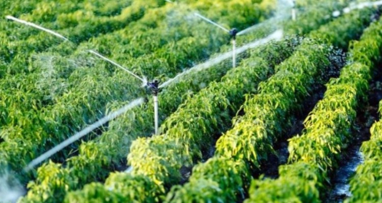 حمایت جهاد کشاورزی از متقاضیان توسعه کشت گلخانه ای دره شهر