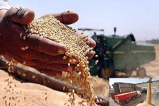 ایجاد 43 مرکز خرید تضمینی گندم در ایلام