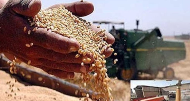 ایجاد 43 مرکز خرید تضمینی گندم در ایلام