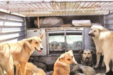 جمع آوری سگ های ولگرد در سطح شهر ایلام