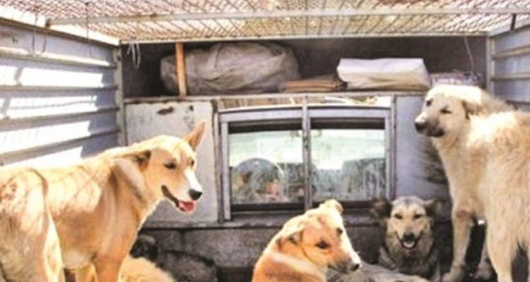 جمع آوری سگ های ولگرد در سطح شهر ایلام