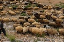 خرید دام مازاد عشایر استان