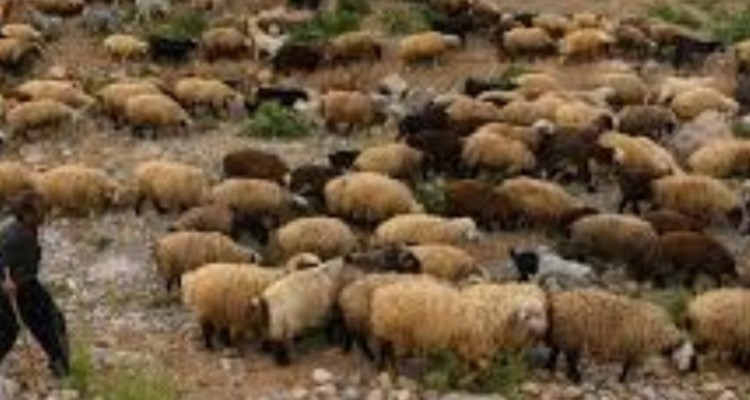 خرید دام مازاد عشایر استان